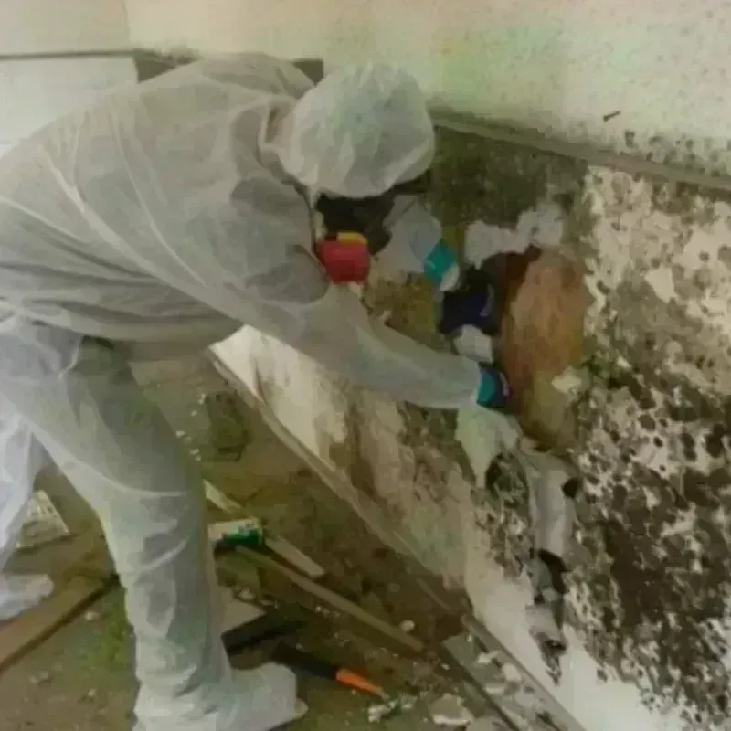 Mold Remediation and Removal in Kossuth County, IA